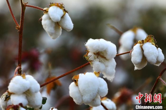 朵朵棉花吐絮盛開?！⑵G敏 攝