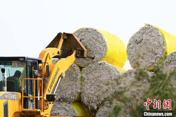 叉車將采棉機(jī)吐出的“金蛋蛋”裝車?！「唠p強(qiáng) 攝