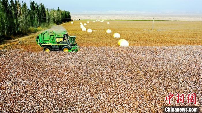 近年來，當(dāng)?shù)孛藁ǚN植戶的生產(chǎn)生活發(fā)生了翻天覆地的變化。　董霜 攝