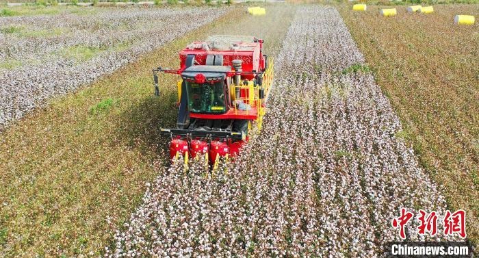 采棉機(jī)正在采收棉花，猶如在五線譜上跳動的音符，正在演奏豐收的樂章。　宋建澤 攝
