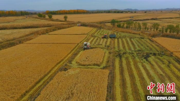 圖為科右中旗杜爾基鎮(zhèn)雙金嘎查的萬畝水稻田進入集中收割期?！≮w殿威 攝