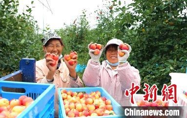 圖為興安盟沙果迎豐收。　科右前旗委宣傳部供圖