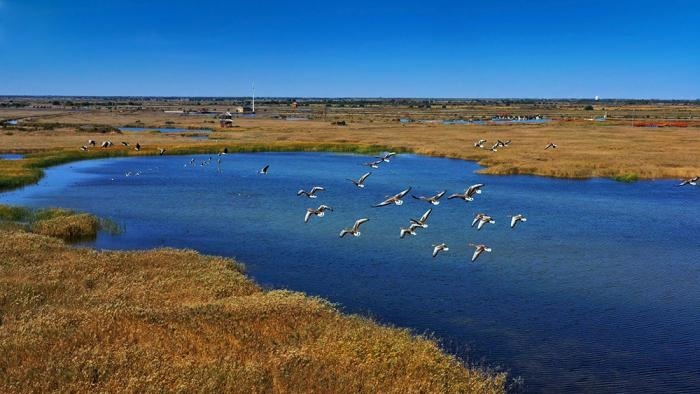 △黃河三角洲擁有天然蘆葦270平方公里，是東北亞內(nèi)陸和環(huán)西太平洋鳥類遷徙重要的“中轉(zhuǎn)站”、越冬地和繁殖地。(總臺(tái)央視記者李煒、程鋮拍攝)