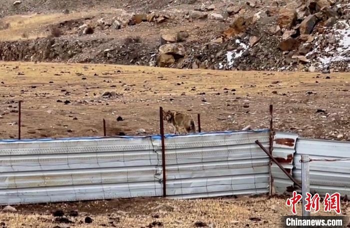 圖為闖入村民家中的野狼?！∨d?？h公安局溫泉派出所供圖