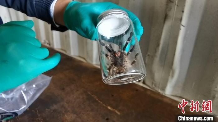 張家港海關(guān)工作人員截獲捕鳥蛛?！⊥踅〕?攝