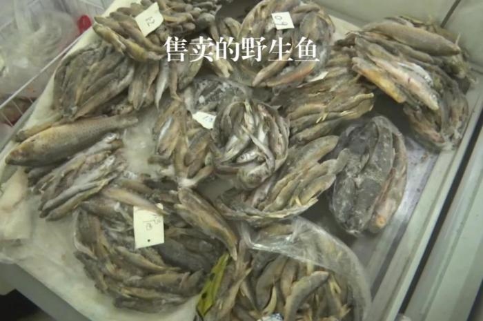 2021年12月6日，督察組現(xiàn)場隨機(jī)抽查發(fā)現(xiàn)，保護(hù)區(qū)附近餐館仍然存在非法經(jīng)營野生河魚的問題