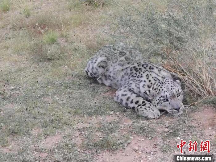 圖為在四子王旗發(fā)現(xiàn)的雪豹(資料圖)?！∷淖油跗炀焦﹫D