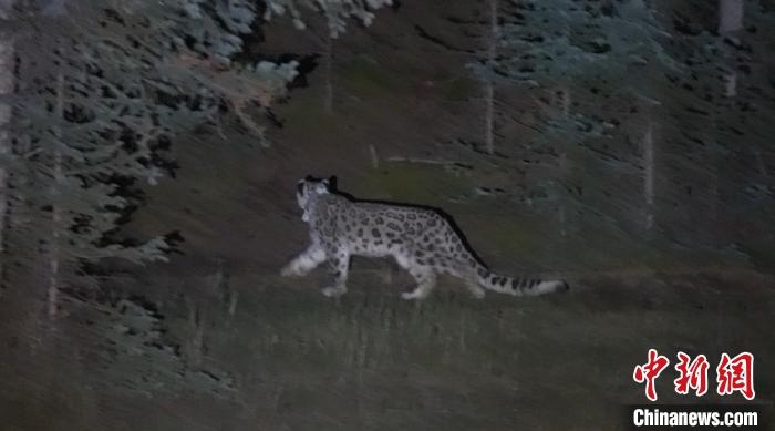 圖為被放歸自然的雪豹(資料圖)。　內(nèi)蒙古林草局供圖。