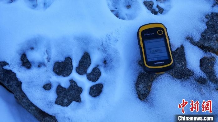 圖為疑似放歸雪豹的足跡(資料圖)。　內(nèi)蒙古賀蘭山國家級自然保護(hù)區(qū)供圖