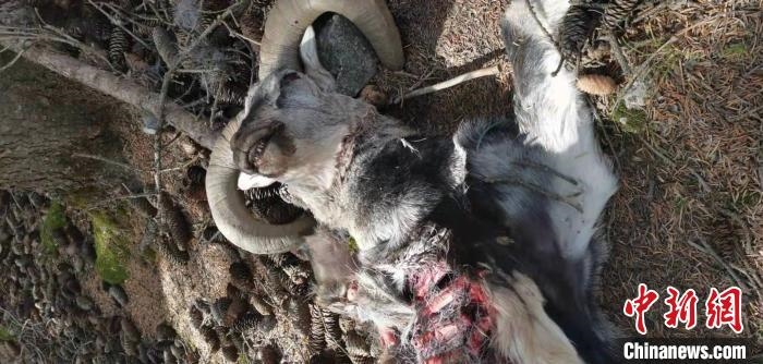 圖為疑似雪豹捕食巖羊的殘骸(資料圖)。　內(nèi)蒙古賀蘭山國家級自然保護(hù)區(qū)供圖