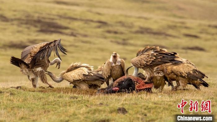 圖為作品《聚會(huì)》?！℃夭疾夭爬?攝