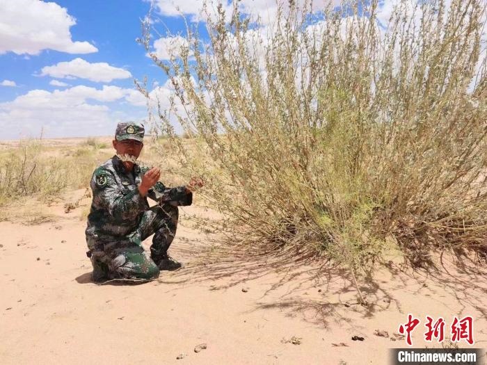 圖為謝寶民查看梭梭長(zhǎng)勢(shì)。　受訪者供圖