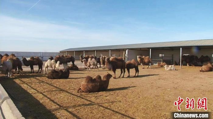 圖為額濟(jì)納旗駝奶產(chǎn)業(yè)基地?！⊥蹰L(zhǎng)梅 攝