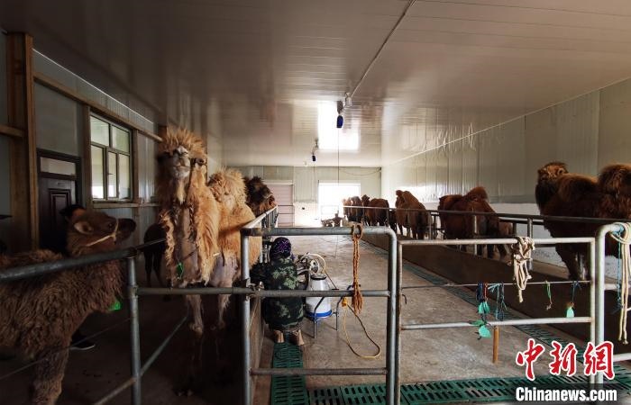 圖為共人正在給駱駝擠奶。　王長(zhǎng)梅 攝