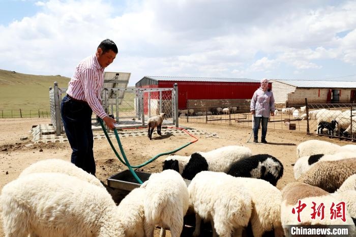 圖為圖門達(dá)來(lái)在喂羊?！埵鹧?攝