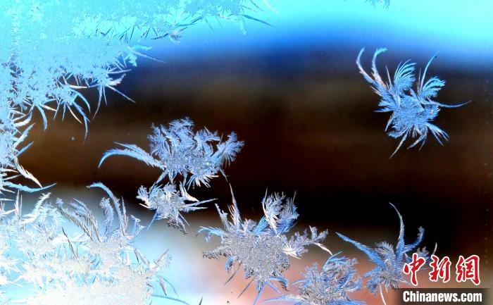 玉樹瓊枝盈滿窗?！O書程 攝