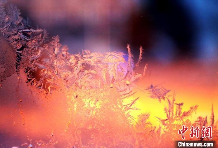 迎著光亮，冰窗花絢麗多姿?！O書程 攝