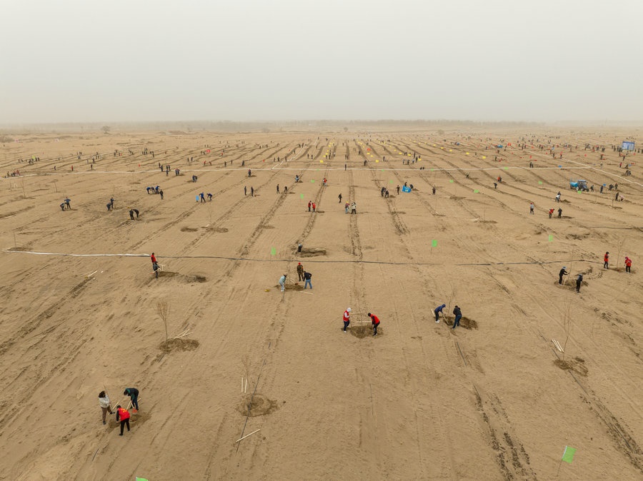 在高力板鎮(zhèn)花道卜和沙木嘎嘎查治理區(qū)，廣大干部群眾手植新綠，播種希望 （攝影：包寶音德力格爾）.JPG