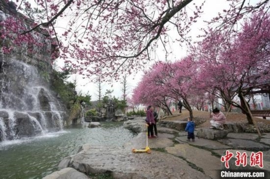2月23日，市民在乾藝梅園景區(qū)觀賞綻放的梅花。陳興輝 攝