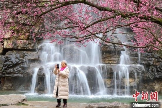 2月23日，市民在乾藝梅園景區(qū)拍攝綻放的梅花。瞿宏倫 攝