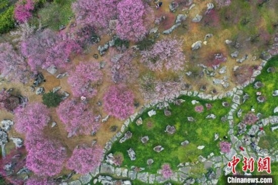 2月23日，航拍乾藝梅園景區(qū)綻放的梅花。瞿宏倫 攝