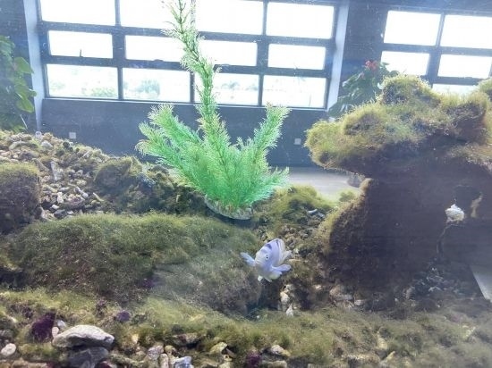 圖為寶鋼湛江鋼鐵水控中心，觀賞海魚(yú)在鋼渣漁礁里游動(dòng)