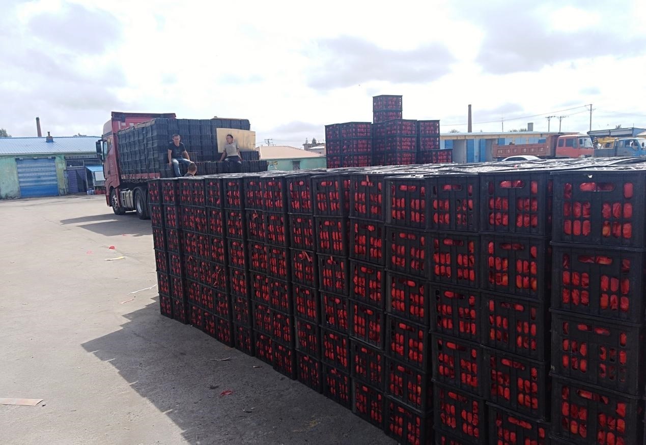 　　外銷的蔬菜在市場等待拉運。受訪者供圖