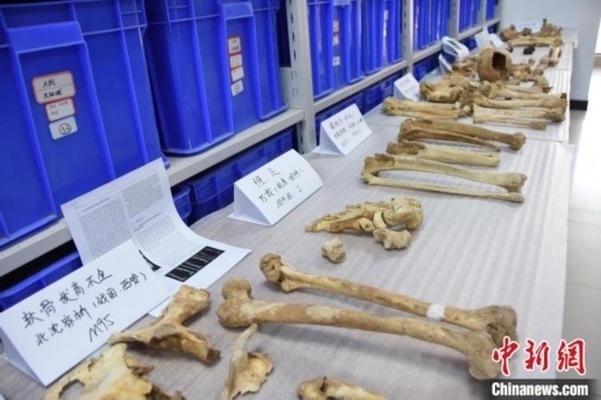 圖為已清理完畢的骨骼標本。王宇 攝