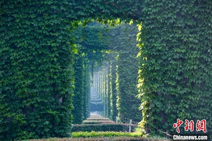 成都二環(huán)高架橋墩被植被爬滿，形成“綠野仙蹤”景觀?！埨?攝