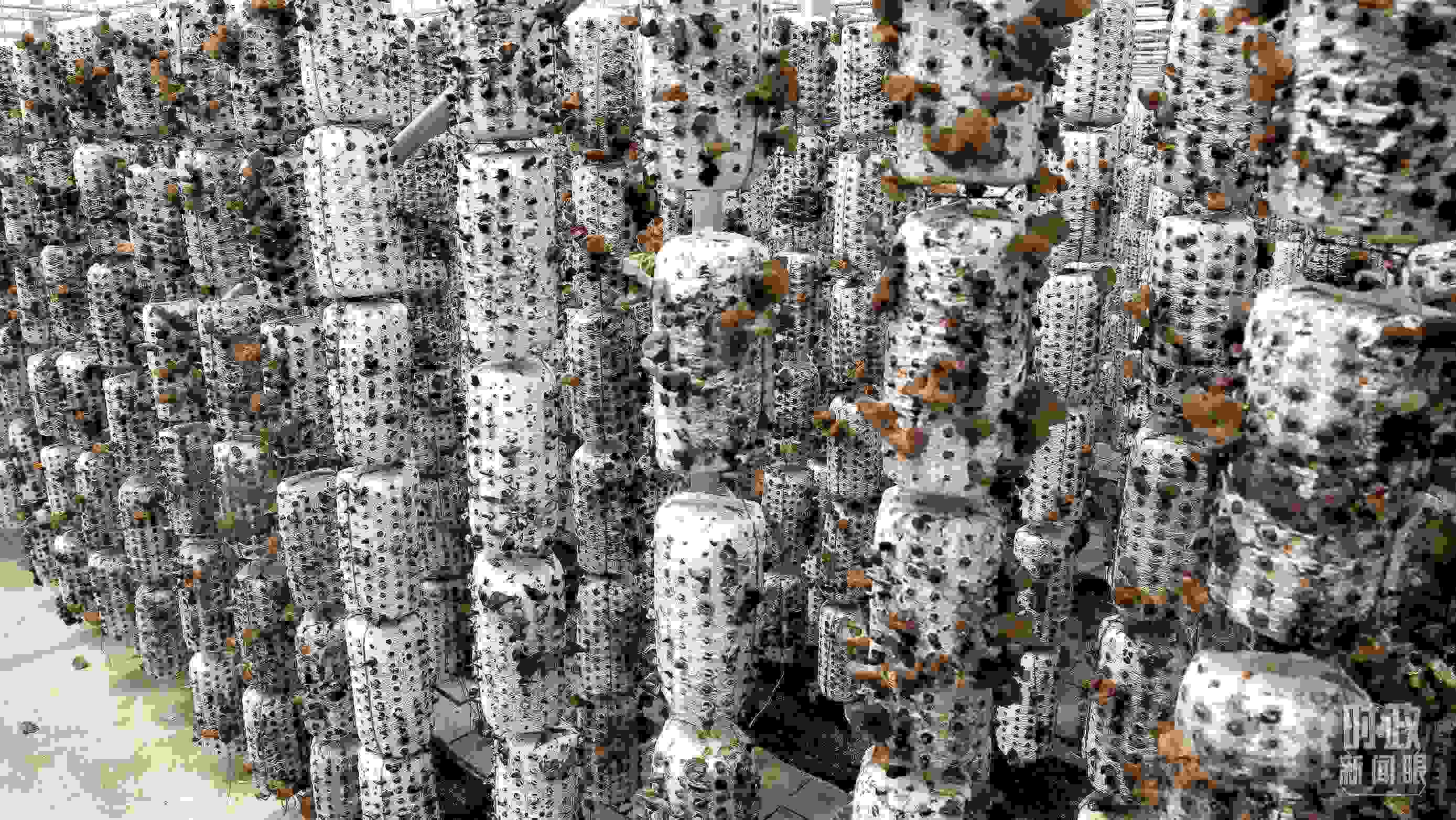 △金米村的小木耳、大產(chǎn)業(yè)。（圖／視覺(jué)中國(guó)）