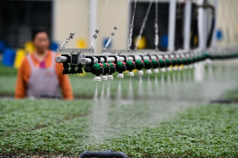 工人在貴陽市開陽縣楠木渡蔬菜良種繁育中心查看自動(dòng)噴灌系統(tǒng)給辣椒苗澆水情況（2023年5月24日攝）。新華社記者 楊文斌 攝