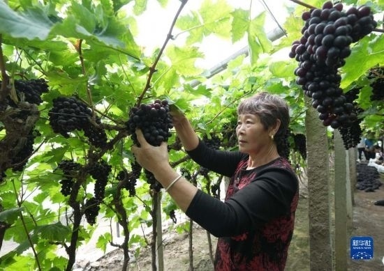5月26日，唐山市海港經(jīng)濟開發(fā)區(qū)王灘鎮(zhèn)趙灘村農(nóng)民在大棚內(nèi)采摘葡萄。