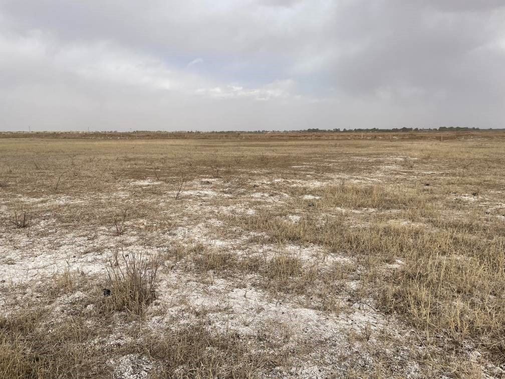 撂荒后的部分地塊已現(xiàn)鹽堿。 人民網(wǎng)記者 楊喬攝