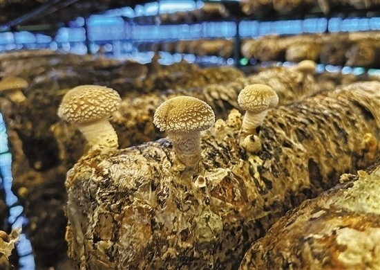 龍游數(shù)智大棚種植的花菇。 記者 祝梅 攝
