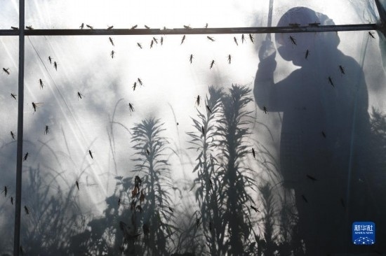 6月21日，山東省樂陵市西段鄉(xiāng)岔河村東亞飛蝗養(yǎng)殖基地的養(yǎng)殖戶在大棚內(nèi)忙碌。新華社記者 范長國 攝