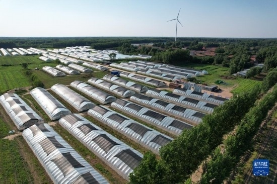 這是6月21日在山東省樂陵市西段鄉(xiāng)岔河村拍攝的東亞飛蝗養(yǎng)殖基地（無人機(jī)照片）。新華社記者 范長國 攝