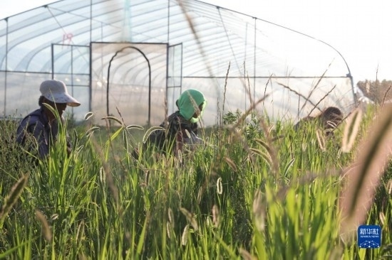 6月21日，山東省樂陵市西段鄉(xiāng)岔河村東亞飛蝗養(yǎng)殖基地的螞蚱養(yǎng)殖戶在割草。新華社記者 范長國 攝