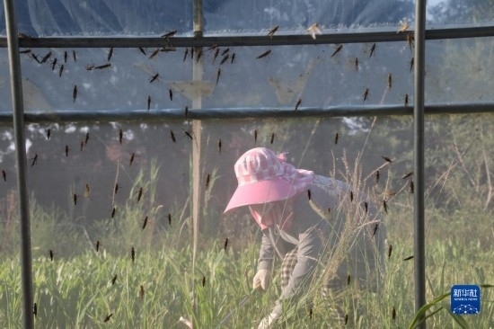 6月21日，山東省樂陵市西段鄉(xiāng)岔河村東亞飛蝗養(yǎng)殖基地的螞蚱養(yǎng)殖戶在割草。新華社記者 范長國 攝