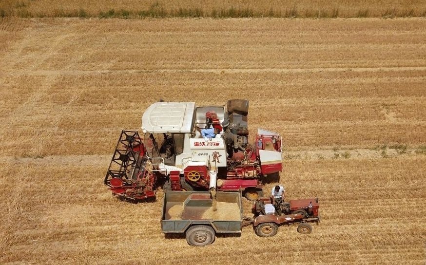 2023年6月14日，在山東省臨邑縣林子鎮(zhèn)，聯(lián)合收割機(jī)在收獲小麥。