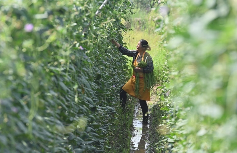 2023年6月15日，在廣西柳州市鹿寨縣中渡鎮(zhèn)石墨村，村民在高標(biāo)準(zhǔn)農(nóng)田里采收豆角。