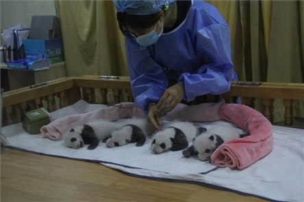 成都大熊貓繁育研究基地成立于1987年，先后攻克了大熊貓人工飼養(yǎng)與管理、繁殖與育幼、疾病防控與種群遺傳管理等關(guān)鍵技術(shù)難題，建成全球最大的大熊貓人工繁育遷地保護(hù)種群，數(shù)量達(dá)230余只。（圖片來(lái)源：成都大熊貓繁育研究基地網(wǎng)站）