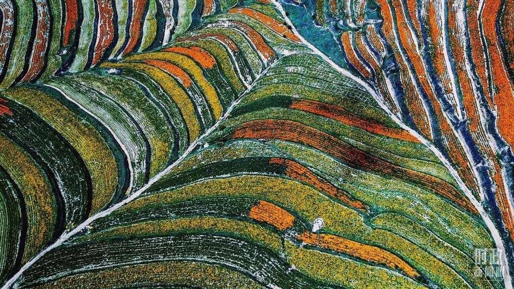 寧夏彭陽(yáng)縣。萬(wàn)壽菊與格桑花盛開(kāi)在錯(cuò)落的山間梯田上。（總臺(tái)國(guó)廣記者李晉拍攝）