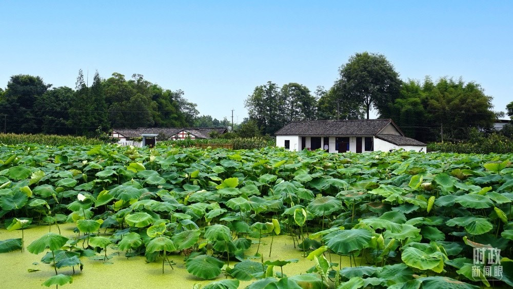 四川眉山，永豐村荷塘。2022年6月，習(xí)近平曾到此調(diào)研鄉(xiāng)村振興情況。（總臺(tái)央廣記者潘毅拍攝）