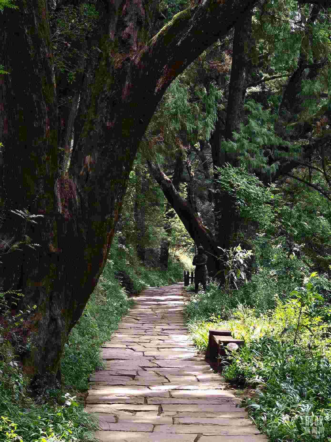 △古蜀道與古柏。（總臺央視記者彭漢明拍攝）