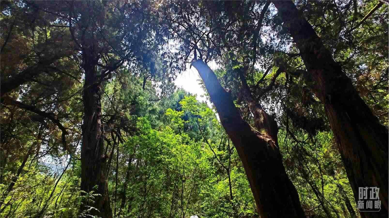 △翠云廊內，古柏郁郁蔥蔥。（總臺央視記者程鋮拍攝）