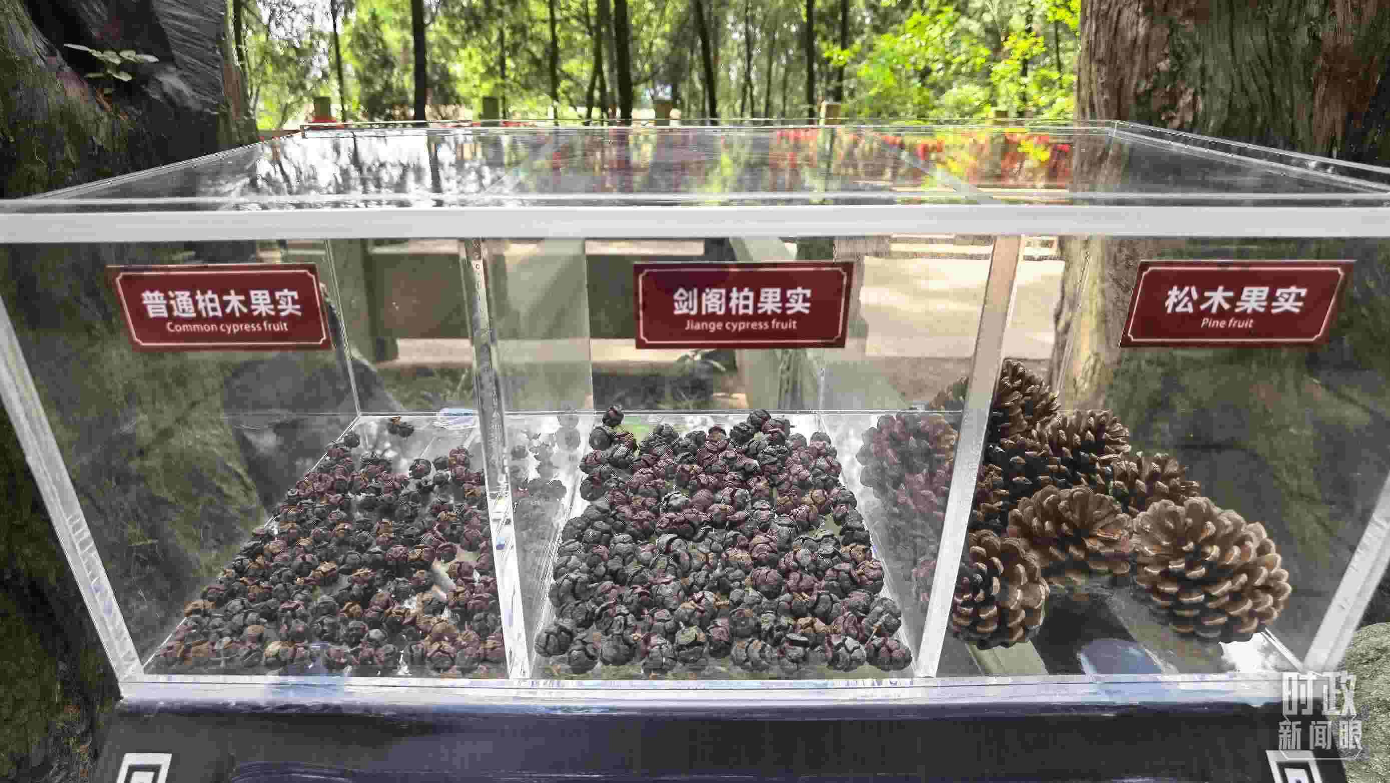 △翠云廊古蜀道，現(xiàn)場陳列的柏木和松木果實。（總臺央視記者石丞拍攝）