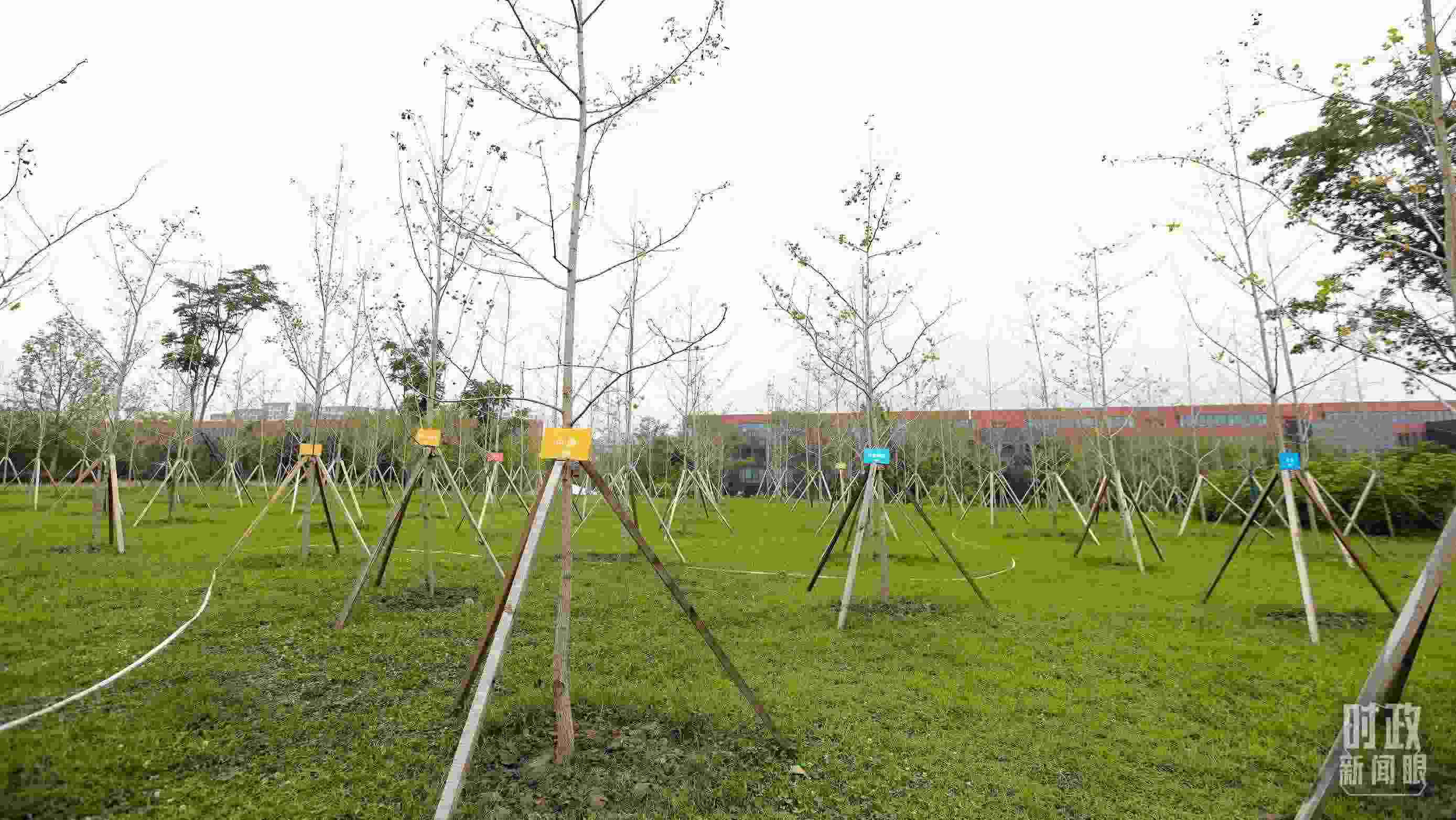 成都大運(yùn)村內(nèi)專門種植了友誼林，各國(guó)代表團(tuán)都可認(rèn)領(lǐng)。