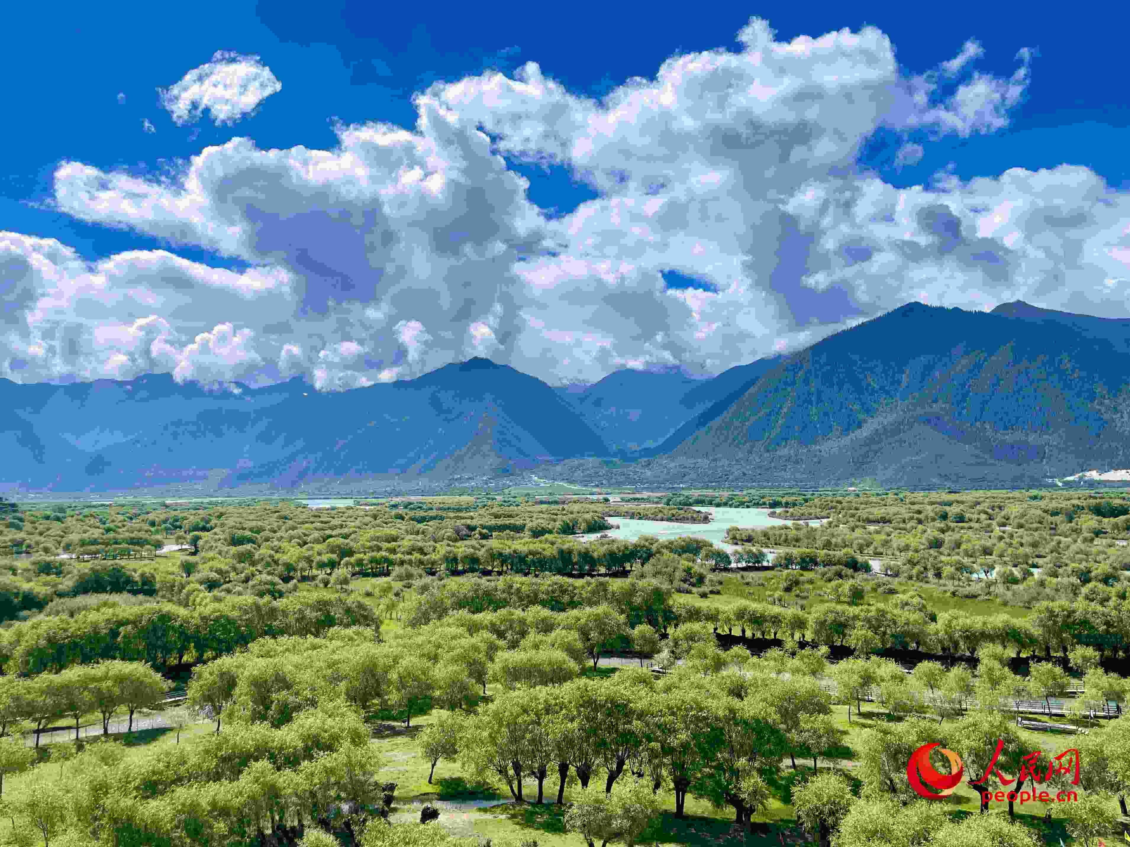 夏日的雅尼國家濕地公園生機盎然，如詩如畫。人民網(wǎng) 周靜圓攝