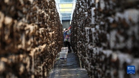 7月29日，在卓尼縣納浪鎮(zhèn)納浪村黑木耳種植基地，農(nóng)戶在采摘黑木耳。