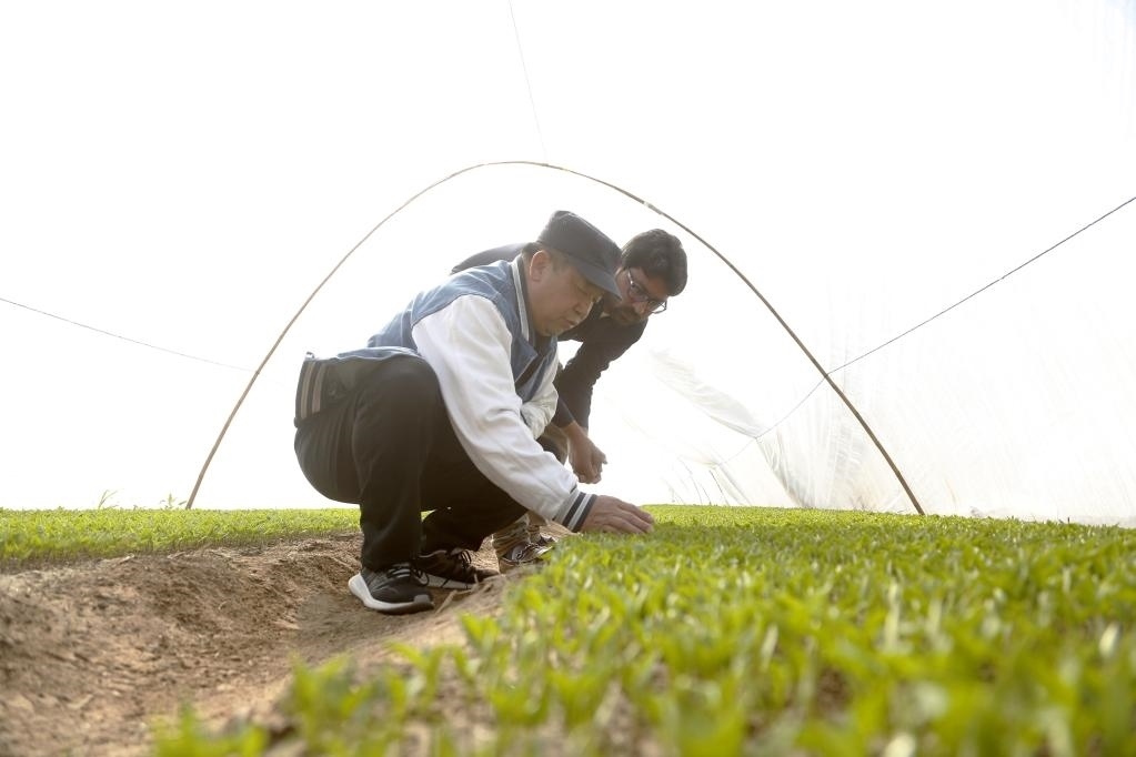 巴基斯坦旁遮普省木爾坦的中巴辣椒訂單種植項(xiàng)目辣椒育苗大棚內(nèi)，中國(guó)農(nóng)業(yè)專(zhuān)家?guī)ьI(lǐng)巴基斯坦技術(shù)員查看辣椒秧苗生長(zhǎng)情況。